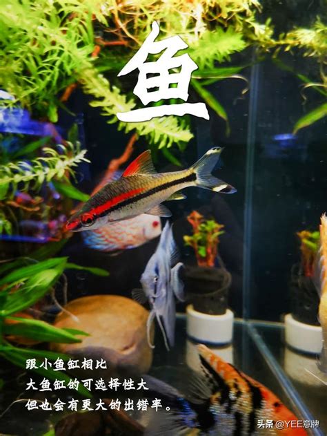 魚缸養幾隻魚比較好|小型魚缸適合養的十種魚